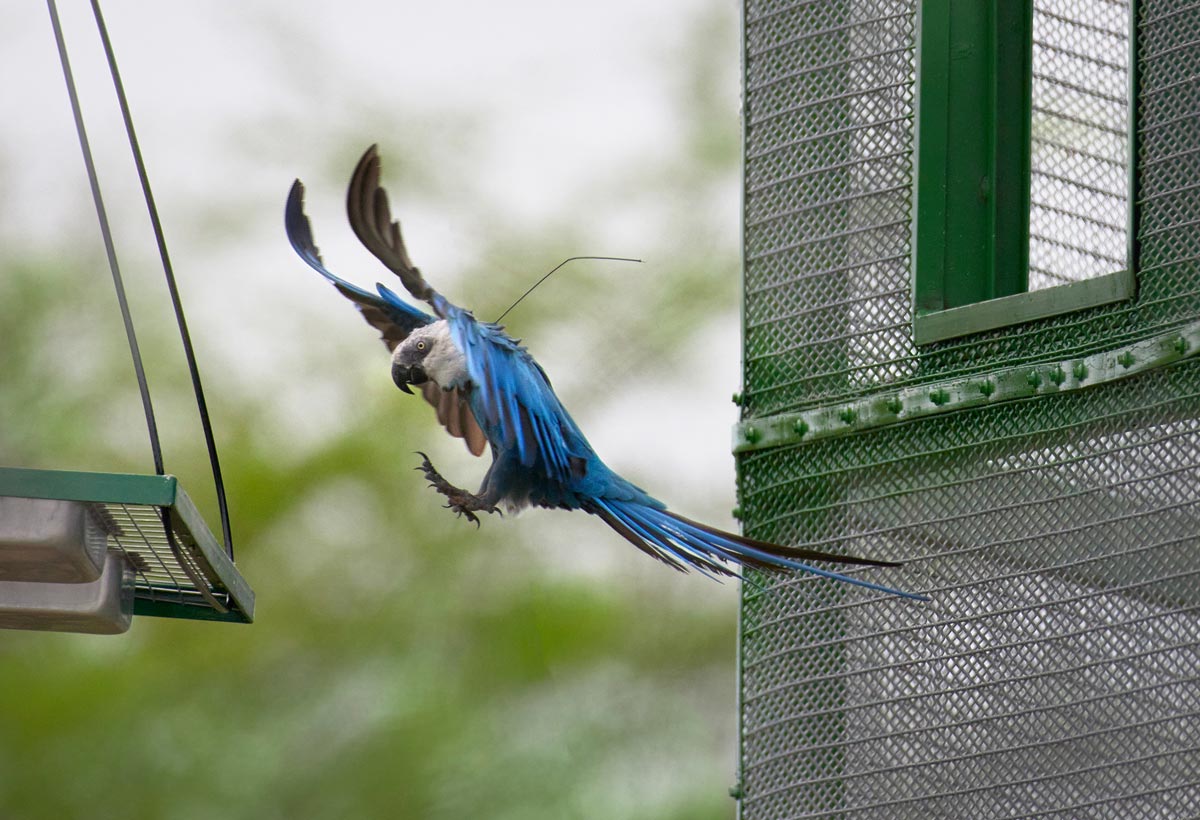 Spix's Macaw